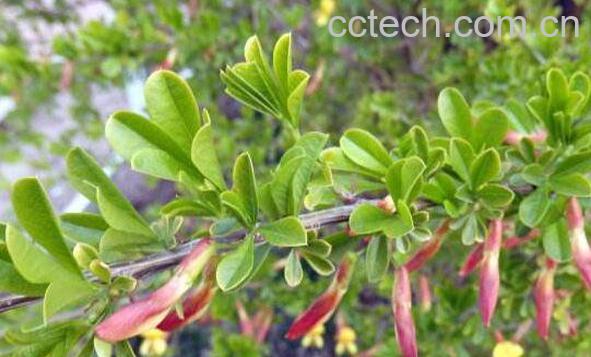 雀梅叶的功效与作用 雀梅叶的副作用-1