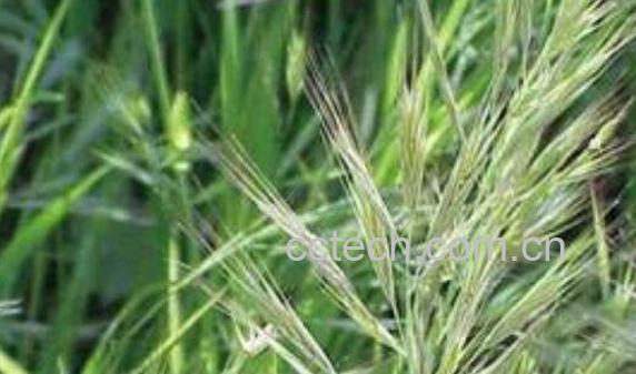 雀麦的功效与作用-0