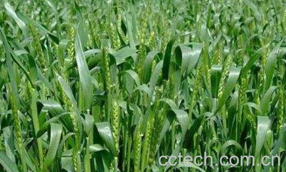 雀麦的功效与作用-1