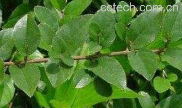 雀梅藤的功效与作用-1