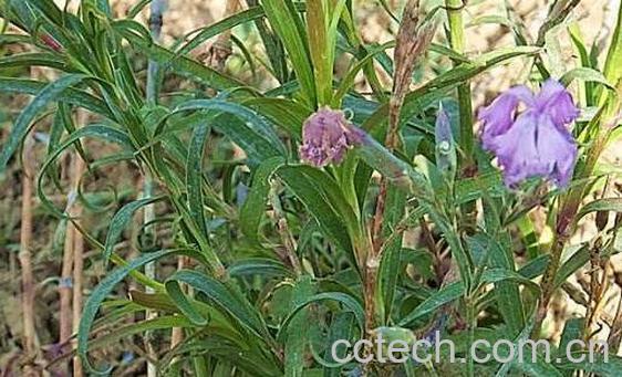 瞿麦的功效与作用 瞿麦的食用方法和食用禁忌-0