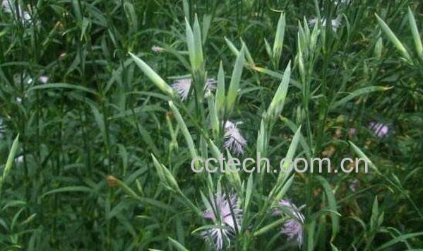 瞿麦的功效与作用 瞿麦的食用方法和食用禁忌-1