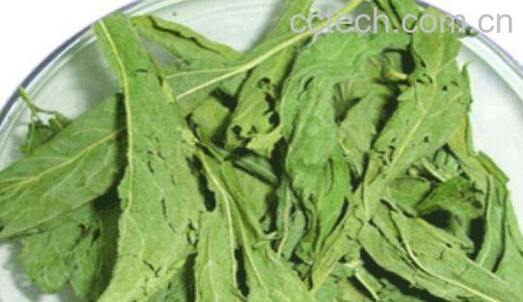 甜菊叶和什么一起最好 甜菊叶的禁忌-0