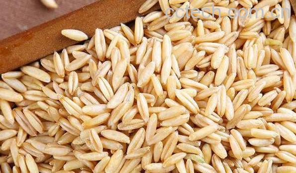 雀麦怎么吃 雀麦的食用方法-0