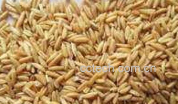 中药雀麦的功效与作用 雀麦的副作用-1