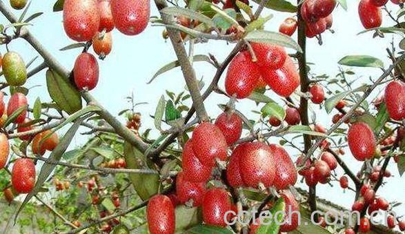 羊奶树根如何泡酒 羊奶树根泡酒的正确方法-0