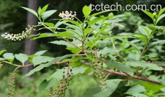 见肿消的作用与功效 见肿消的副作用-0