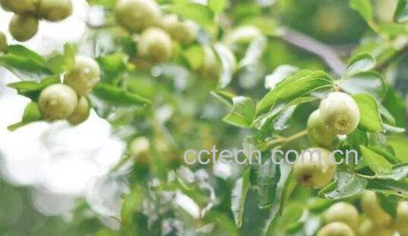 羊奶树根的功效与作用及药用价值-1