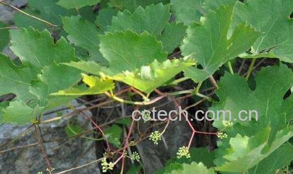 见肿消的作用与功效 见肿消的副作用-1