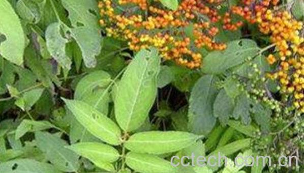 排风藤煮水能吃吗 排风藤煮水喝的功效-0