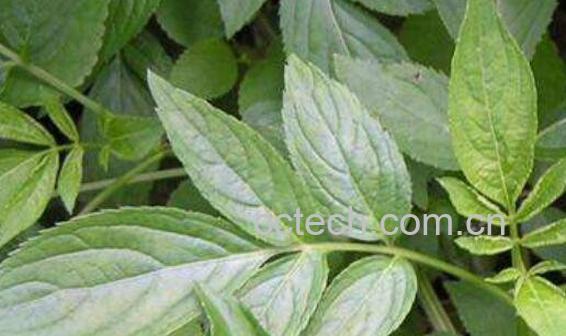 排风藤煮水能吃吗 排风藤煮水喝的功效-1