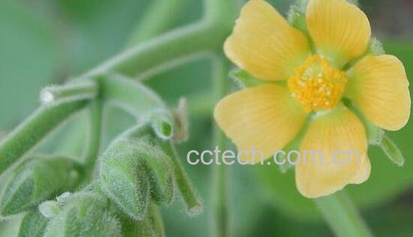 茼麻的功效与作用 苘麻泡水喝有什么功效-0