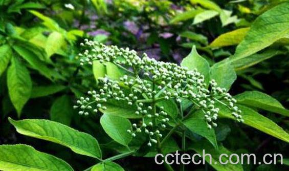 排风藤的功效与作用 排风藤的副作用-0