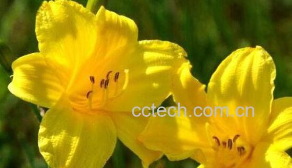 山黄花的功效与作用 山黄花的副作用-0