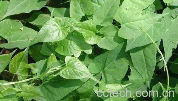 排风藤的功效与作用 排风藤的副作用-1