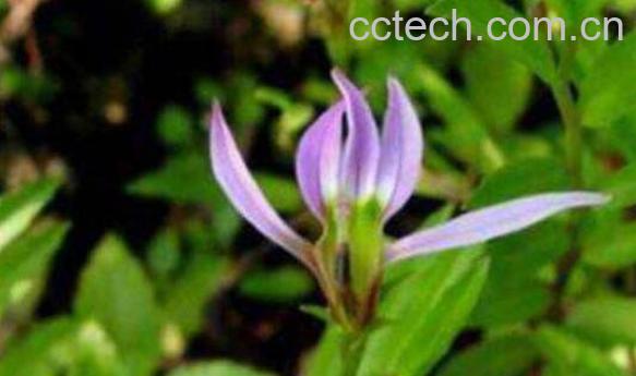 半边莲与半枝莲的区别 半枝莲的功效与作用-0