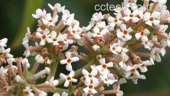 密蒙花水的功效与作用-1