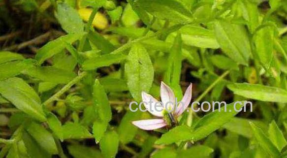 半边莲泡水喝的功效 半边莲如何泡水喝-0