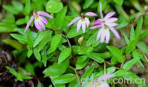 半边莲泡水喝的功效 半边莲如何泡水喝-1