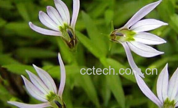 半边莲的功效与作用 半边莲的副作用-1