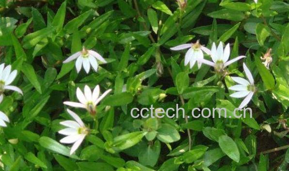 半边莲的功效与作用 半边莲的副作用-0