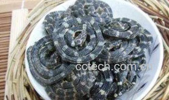 白花蛇泡酒的功效与作用-0