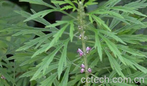 益母草的功效与作用及药用价值-1