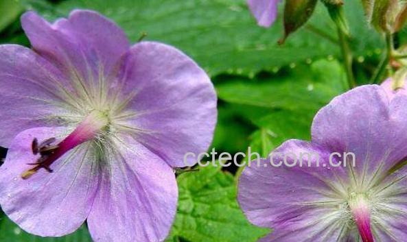 老鹳草的功效与作用 老鹳草的副作用-0