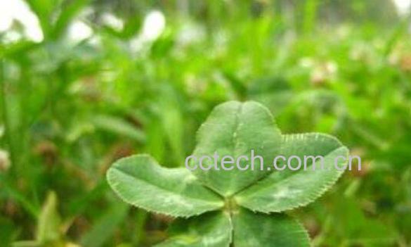 五叶草的功效与作用 五叶草的副作用-1