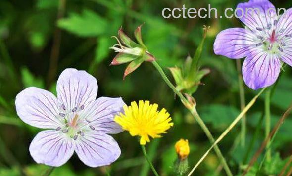 老鹳草的功效与作用 老鹳草的副作用-1