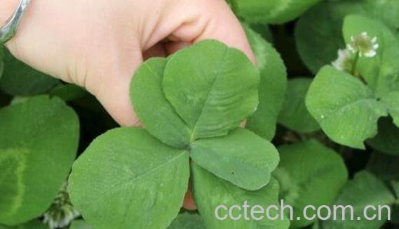 五叶草的功效与作用 五叶草的副作用-0