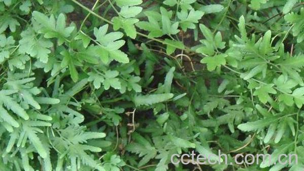 五皮草的功效和作用 五皮草的副作用-1