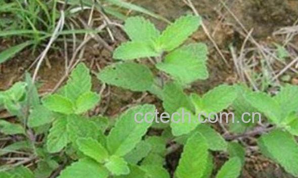 五皮草的功效和作用 五皮草的副作用-0