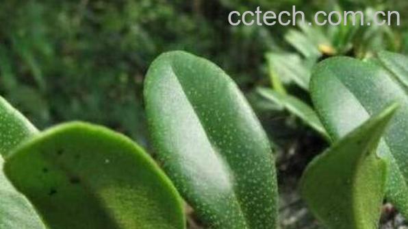 肺心草的功效和作用 肺心草的副作用是什么-1