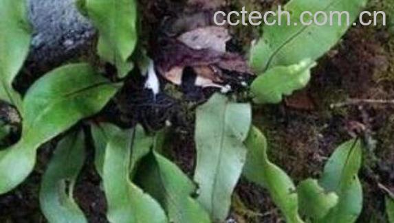 肺心草的功效和作用 肺心草的副作用是什么-0