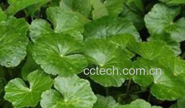  马蹄草的功效与作用 马蹄草吃了有什么功效-0