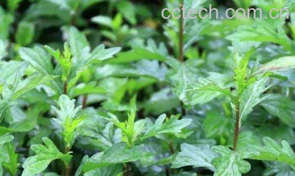 鱼鳅串的功效与作用其药用价值-1