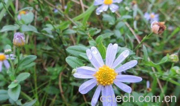 鱼鳅串的功效与作用其药用价值-0