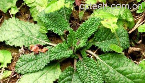 蛤蟆草的功效与作用 蟾蜍草什么人不能吃-1