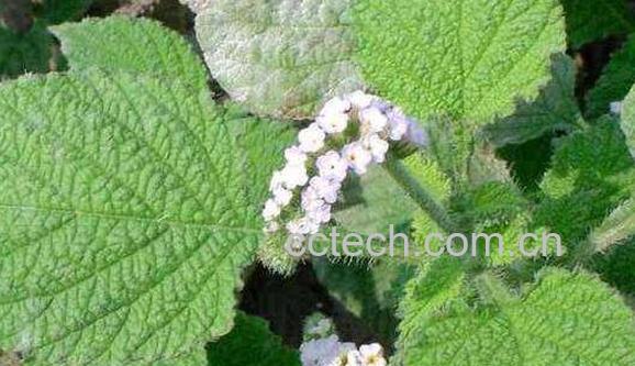 蟾蜍草的功效与作用 蟾蜍草的副作用-1