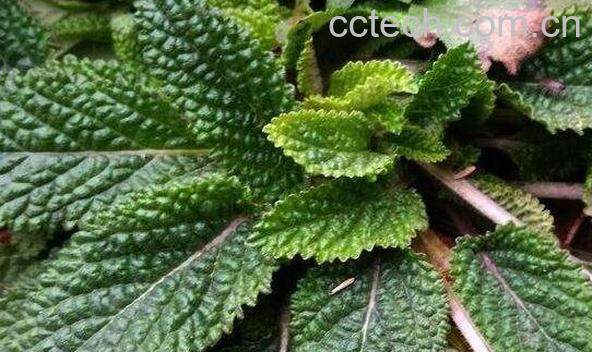 蟾蜍草的功效与作用 蟾蜍草的副作用-0