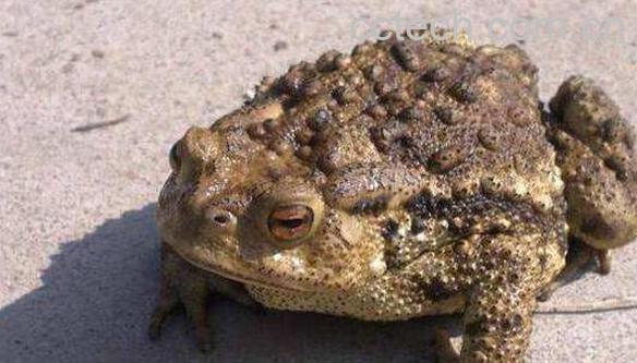 癞蛤蟆皮的功效与作用 癞蛤蟆皮的副作用-0