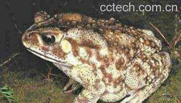 癞蛤蟆皮的功效与作用 癞蛤蟆皮的副作用-1