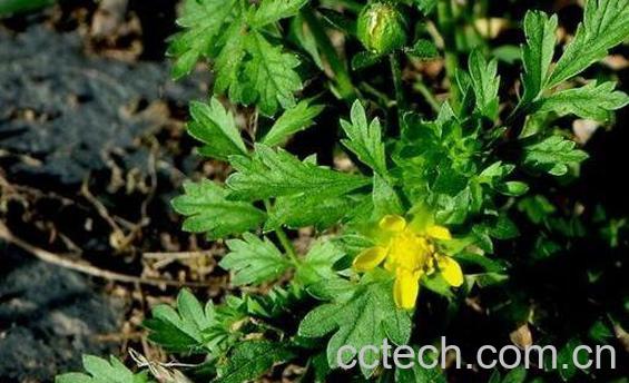 赖子草的功效与作用 赖子草的副作用与禁忌-1