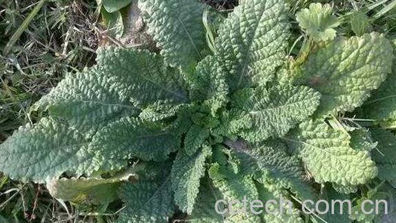 赖子草的功效与作用 赖子草的副作用与禁忌-0