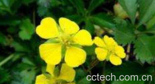 五皮风的功效与作用 五皮风的药用价值-0