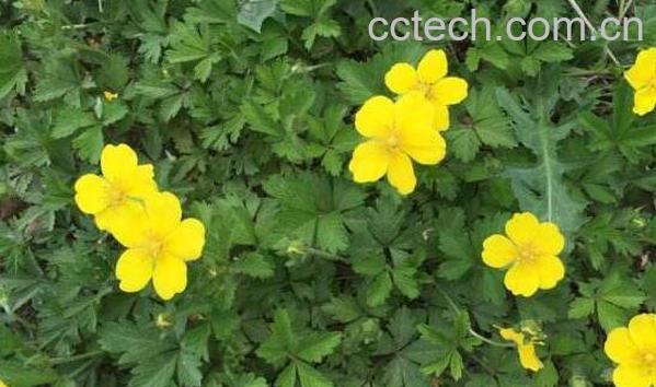 五皮风的功效与作用 五皮风的药用价值-1