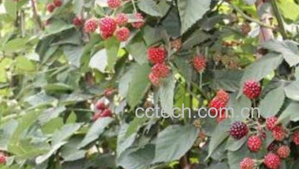 三月泡根的功效与作用 三月泡根泡水喝的功效-1