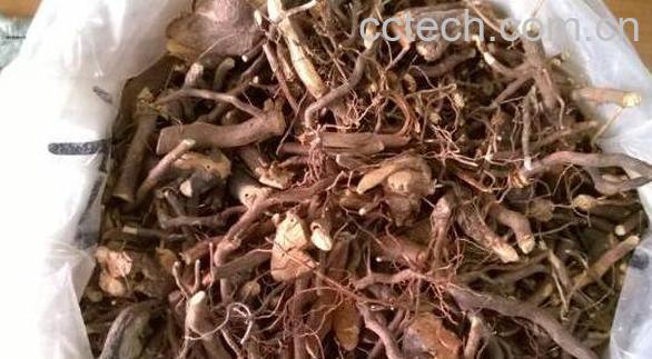 三月泡根的功效与作用 三月泡根泡水喝的功效-0