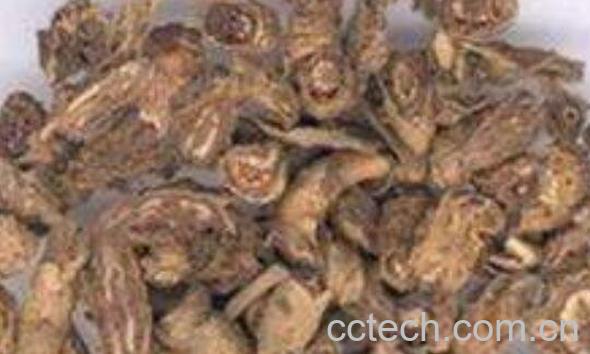 茅莓根的功效与作用 茅莓根的药用价值-1